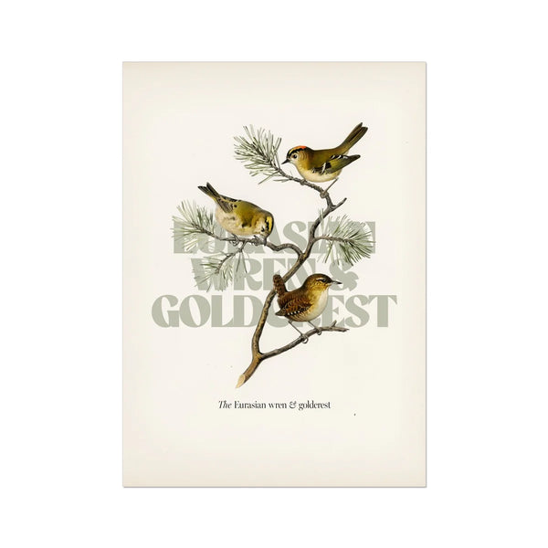 Eurasian wren & goldcrest