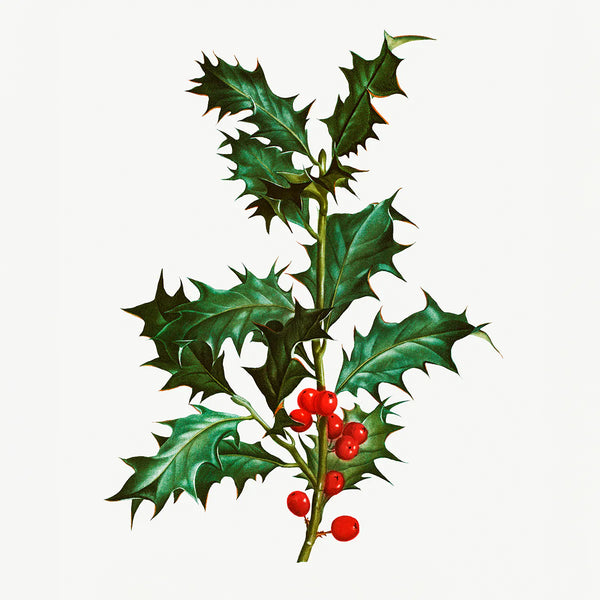 Ilex Aquifolium
