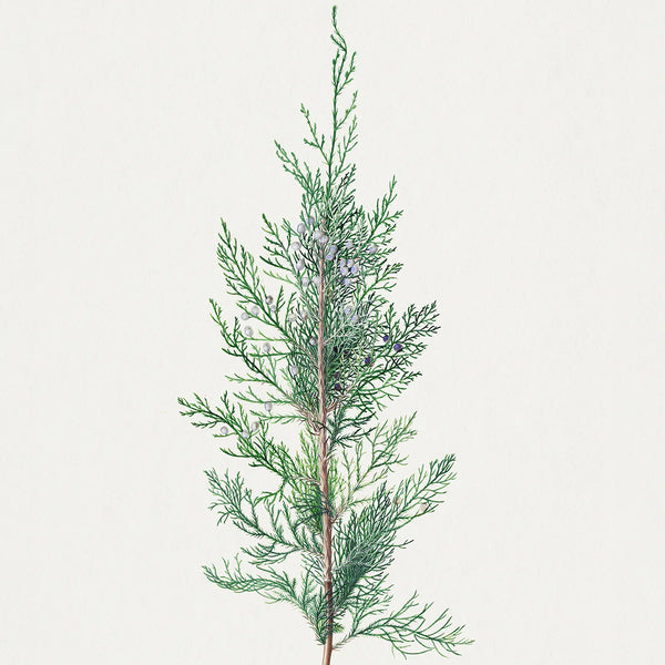 Juniperus Communis