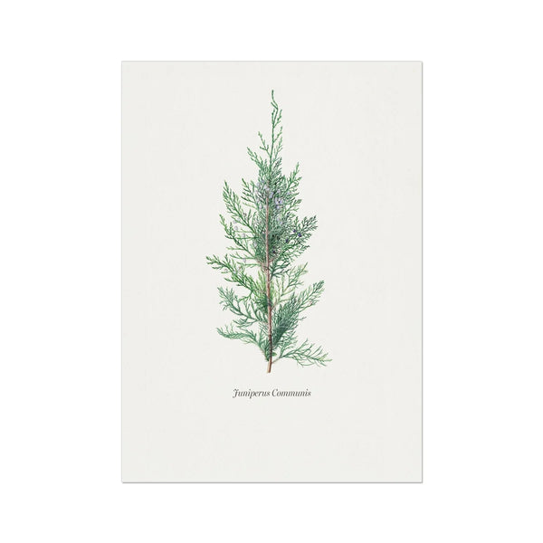 Juniperus Communis