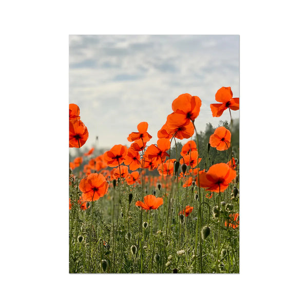 Poppies