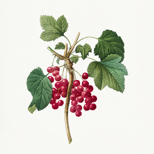 Ribes Rubrum