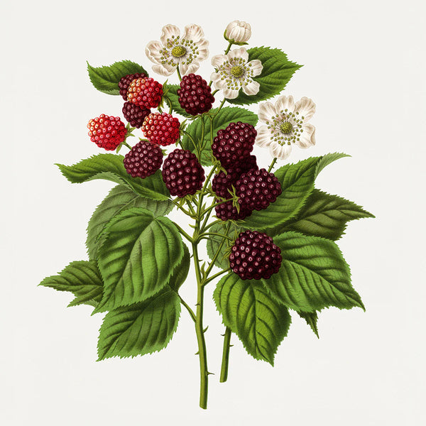 Rubus Fruticosus