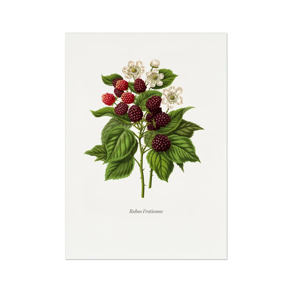 Rubus Fruticosus