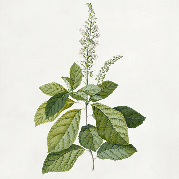 Spirea Americana